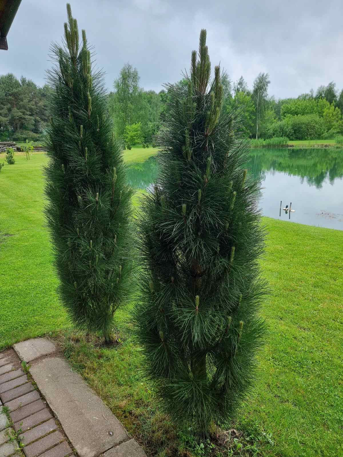 Pušis juodoji (Pinus nigra) 'Green Tower'