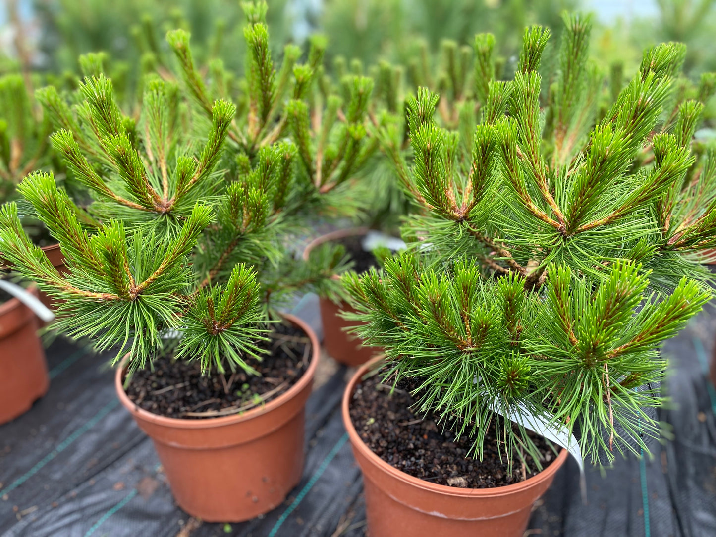Pušis gausiažiedė (Pinus densiflora) 'Low Glow'