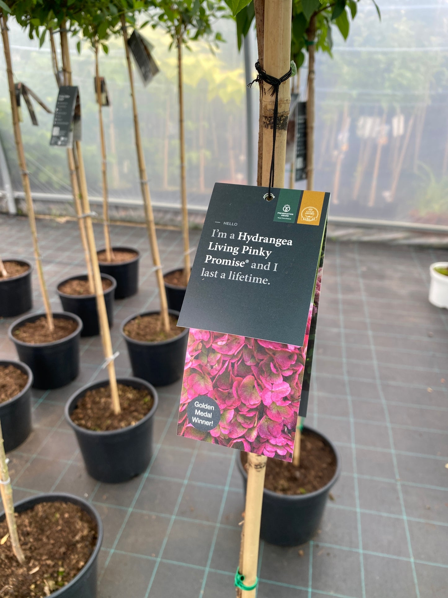 Stiebinė hortenzija šluotelinė (Hydrangea paniculata) Living 'Pinky Promise' Pa
