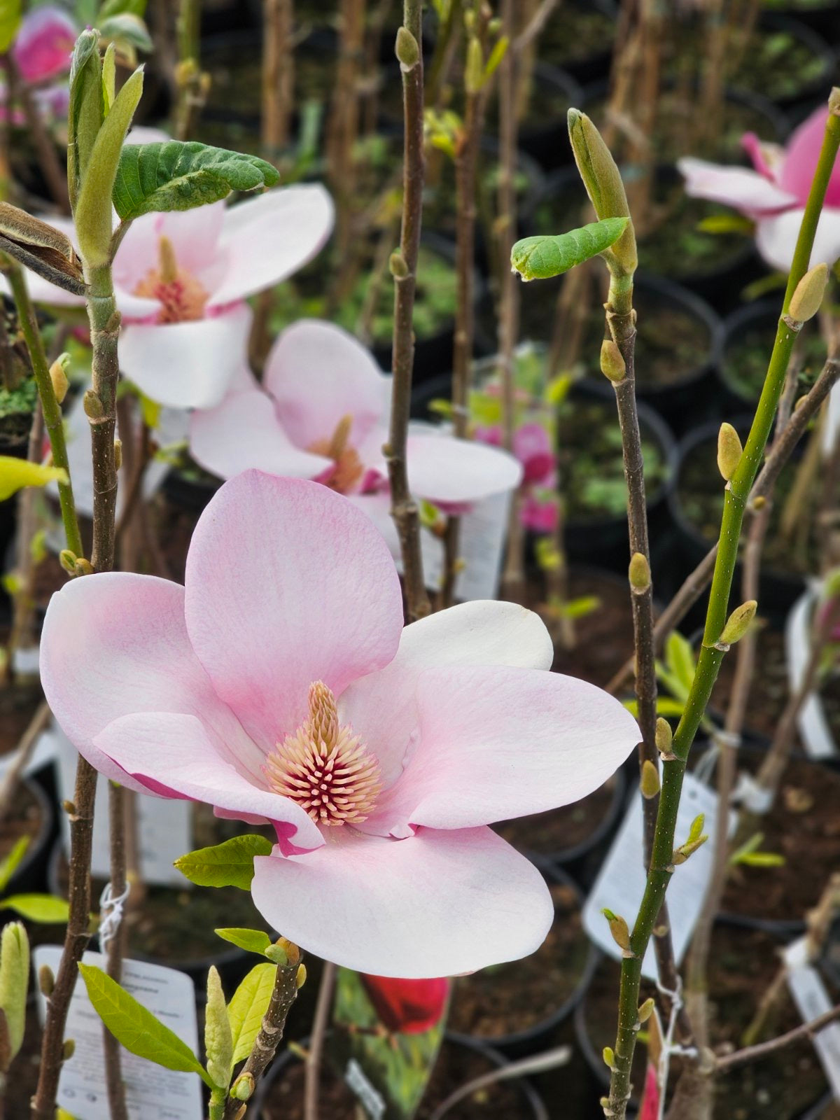 Magnolija sulanžo (Magnolia soulangeana) 'Cameo'