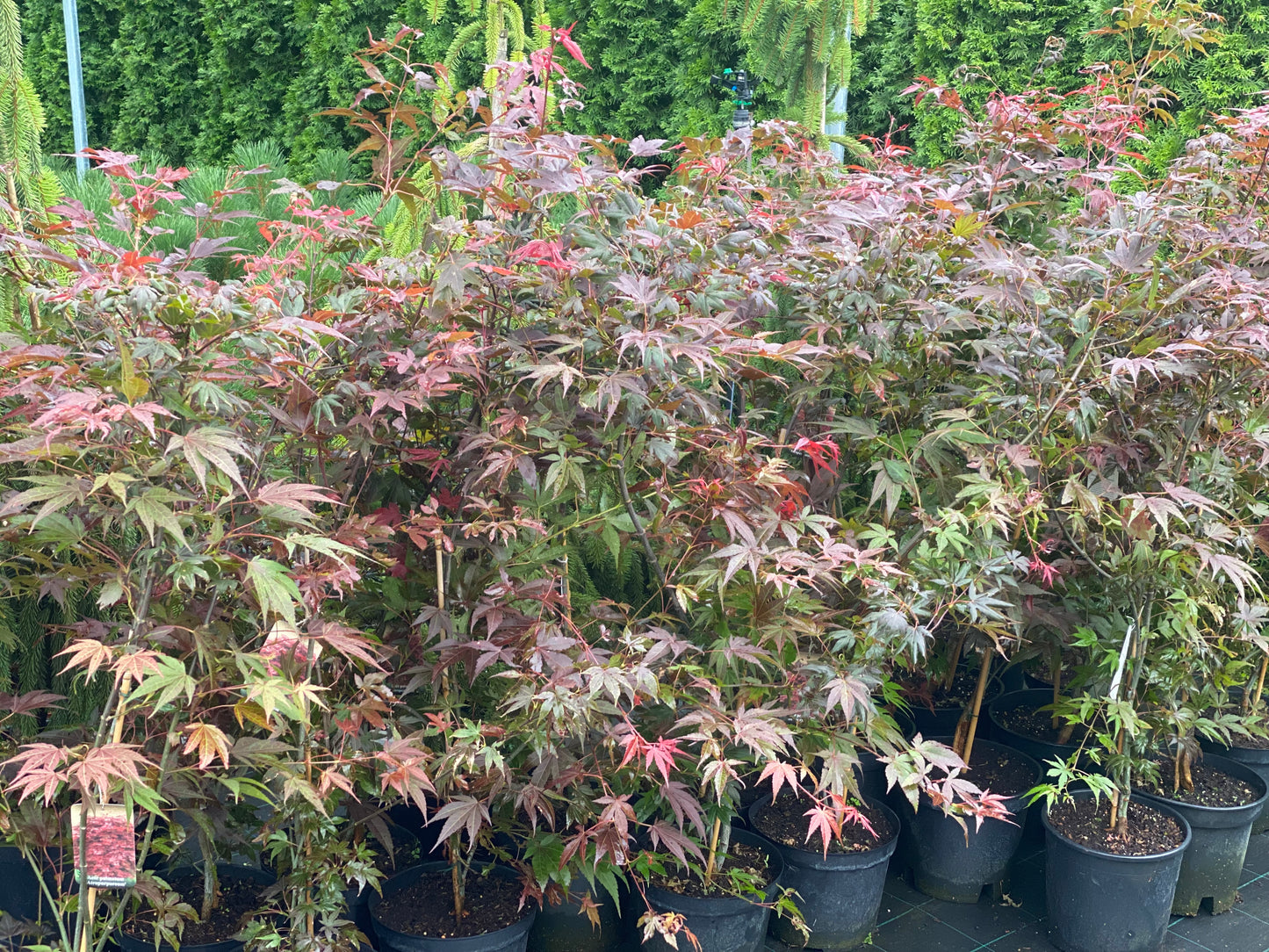 Klevas plaštakinis (Acer palmatum) 'Atropurpureum'