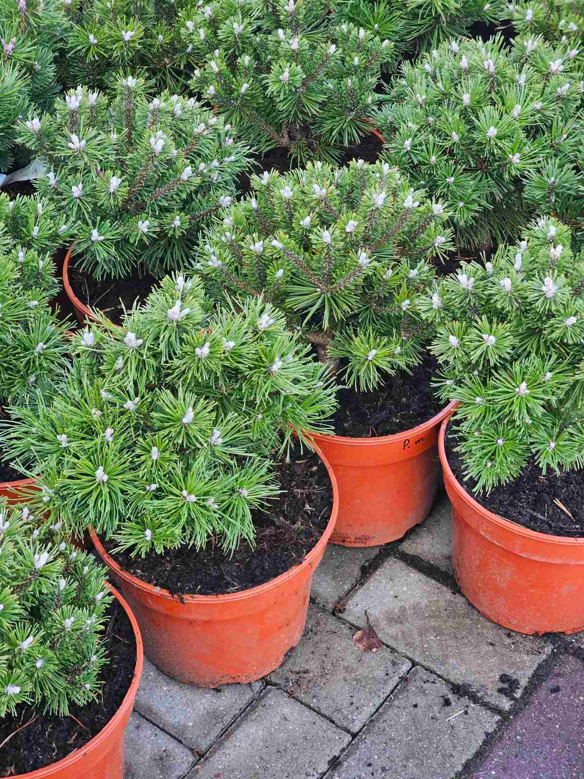 Pušis kalninė (Pinus mugo) 'Winzig'
