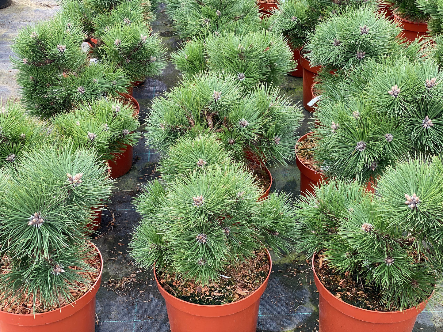 Pušis juodoji (Pinus nigra) 'Helga'