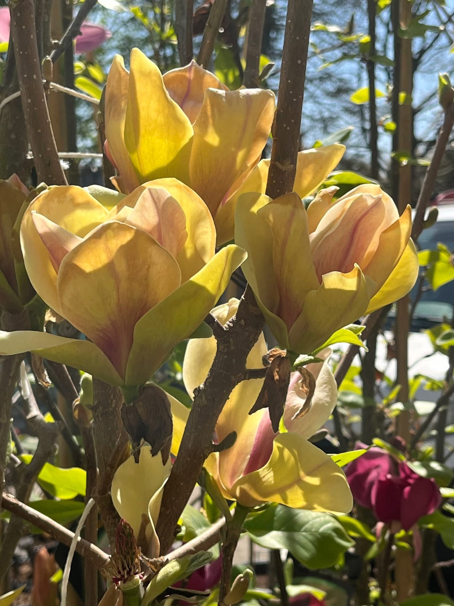 Magnolija (Magnolia) 'Sunsation'