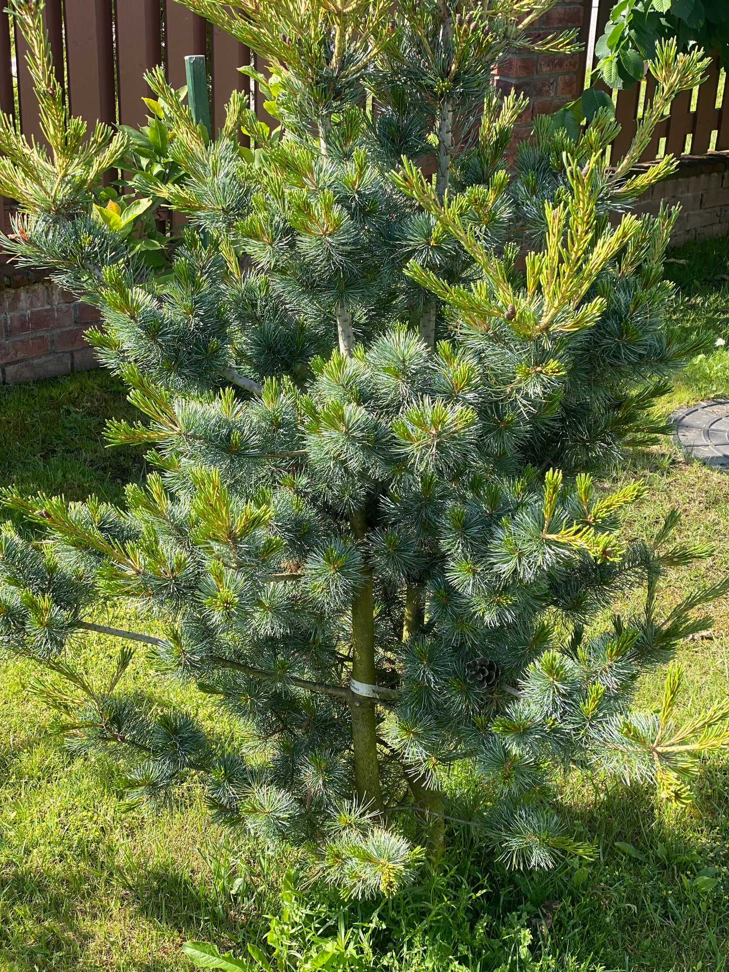 Pušis smulkiažiedė (Pinus parviflora) 'Negishi'