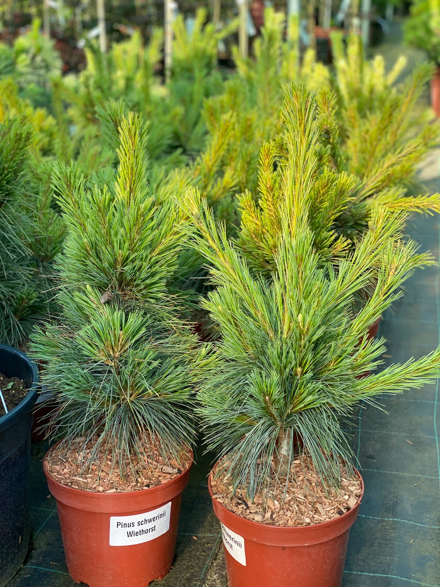 Pušis šverino (Pinus x schwerinii) 'Wiethorst'