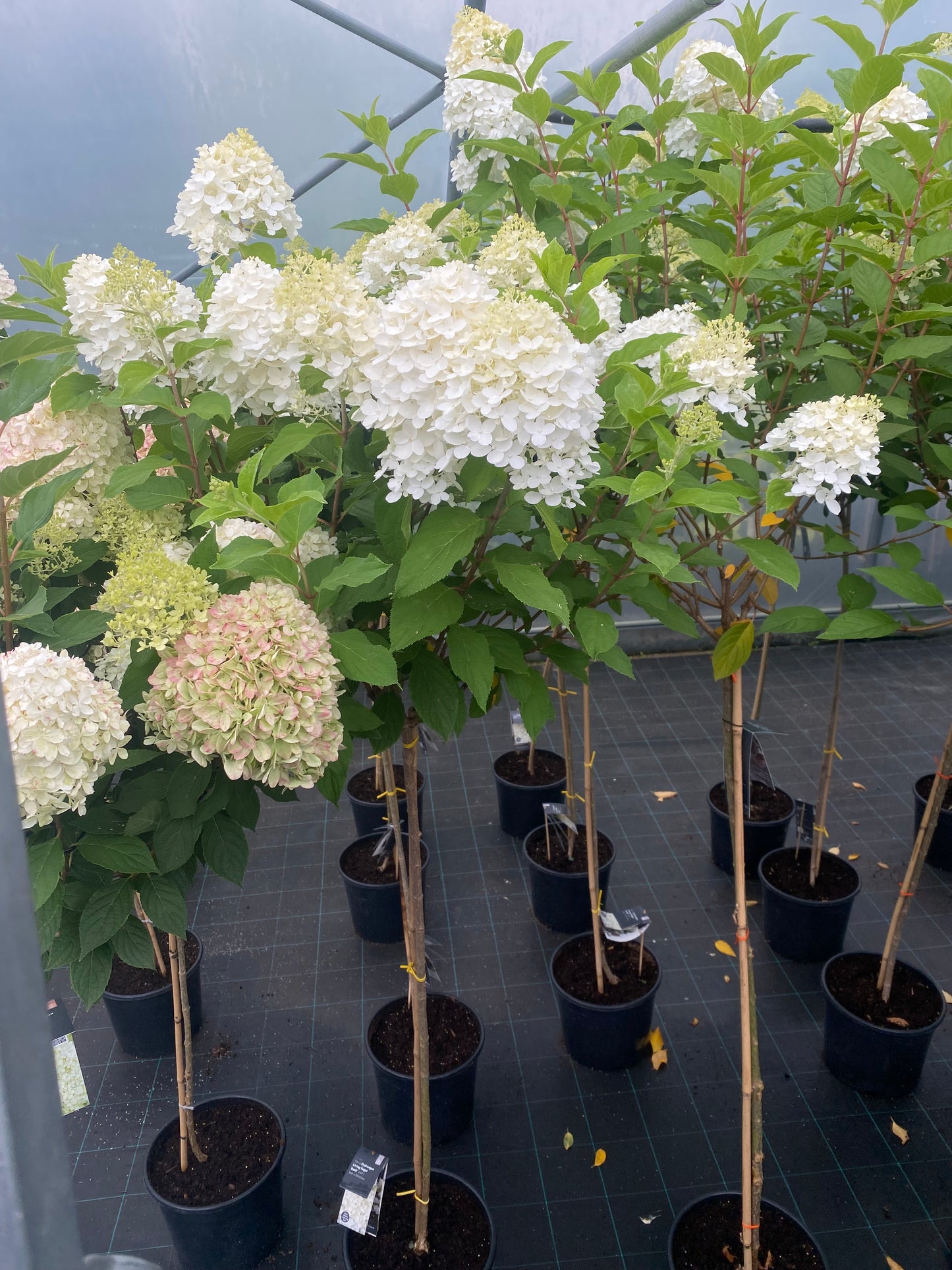 Stiebinė hortenzija šluotelinė (Hydrangea paniculata) Living 'Cotton Cream' Pa