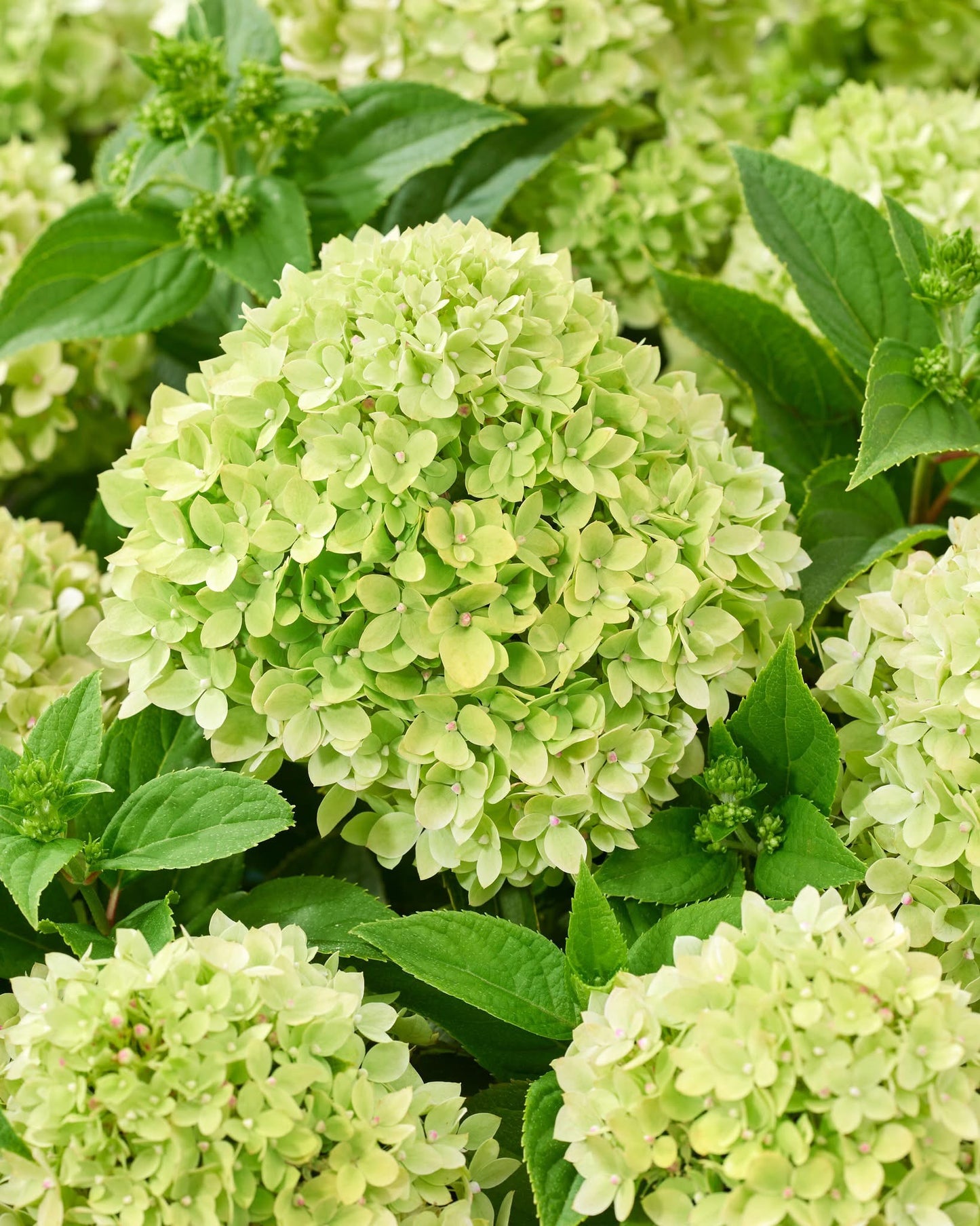Hortenzija šluotelinė (Hydrangea paniculata) Living 'Little Apple'