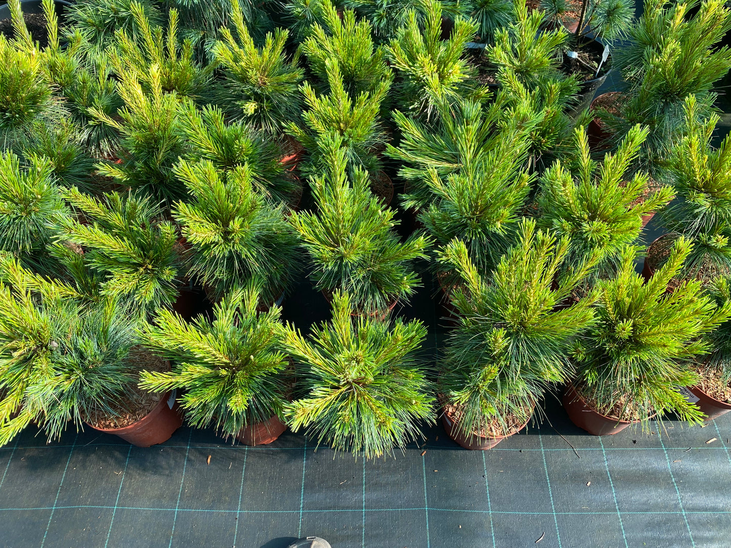 Pušis šverino (Pinus x schwerinii) 'Wiethorst'