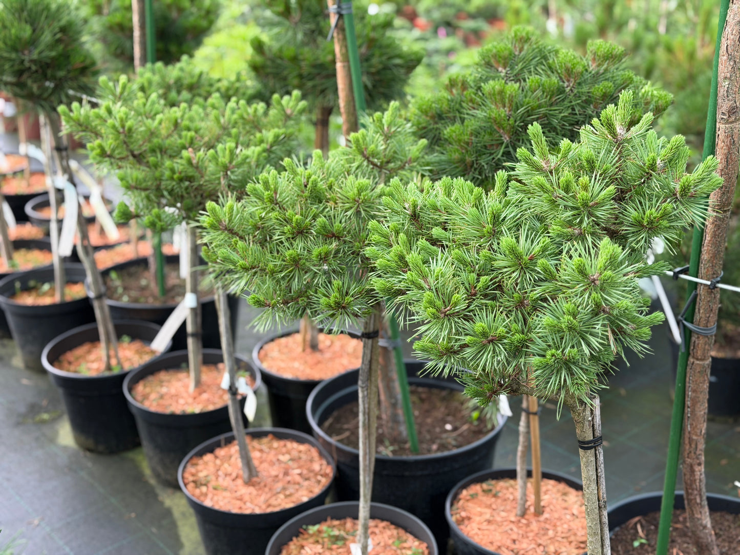 Pušis paprastoji (Pinus sylvestris) 'Andorra Compacta' Pa