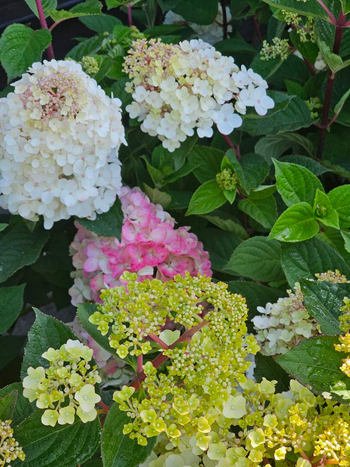 Hortenzija šluotelinė (Hydrangea paniculata) Framboisine 'Rensam' (SAMARSKAYA LIDIJA)