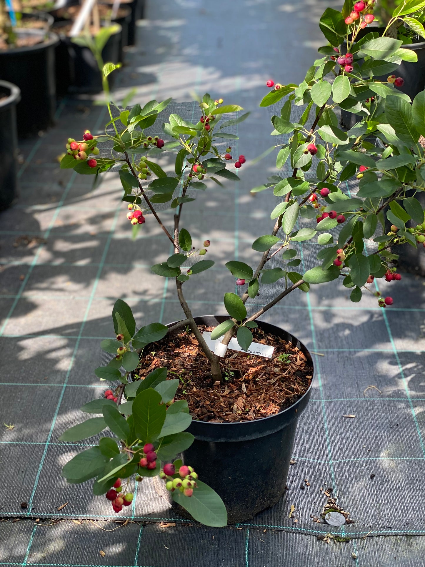 Medlieva lamarko (Amelanchier lamarckii) ‘Prince William’