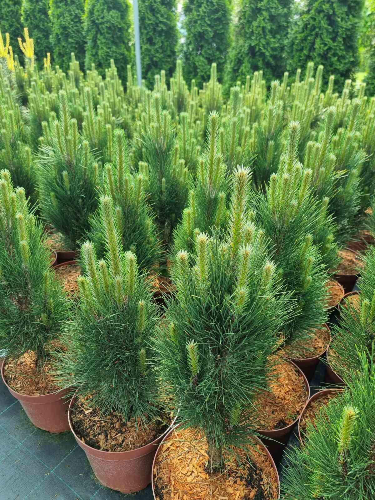 Pušis juodoji (Pinus nigra) 'Green Tower'