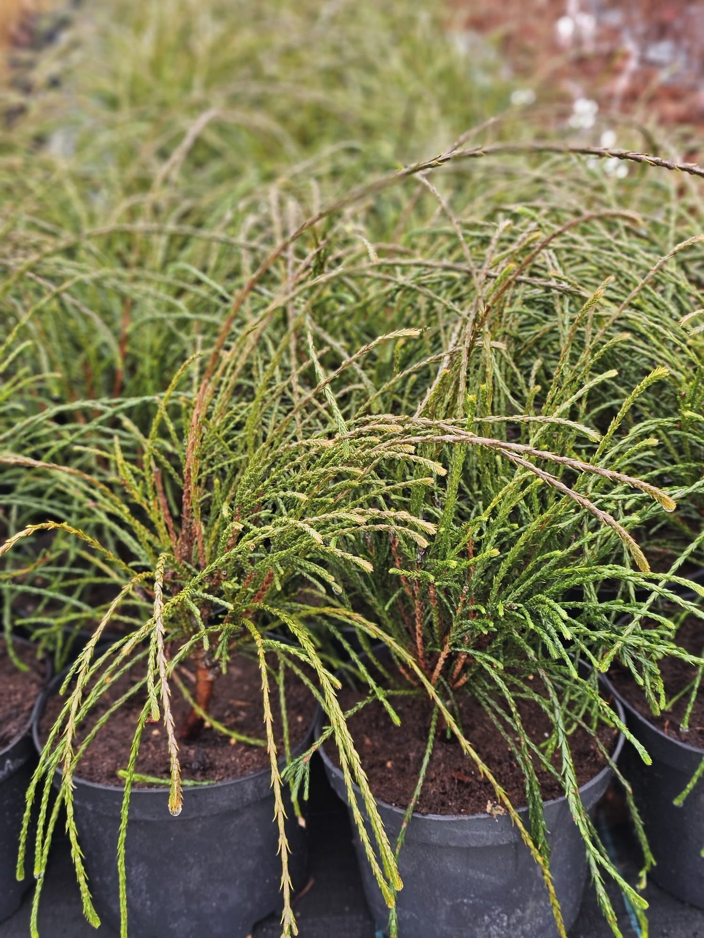 Tuja didžioji (Thuja plicata) 'Whipcord'
