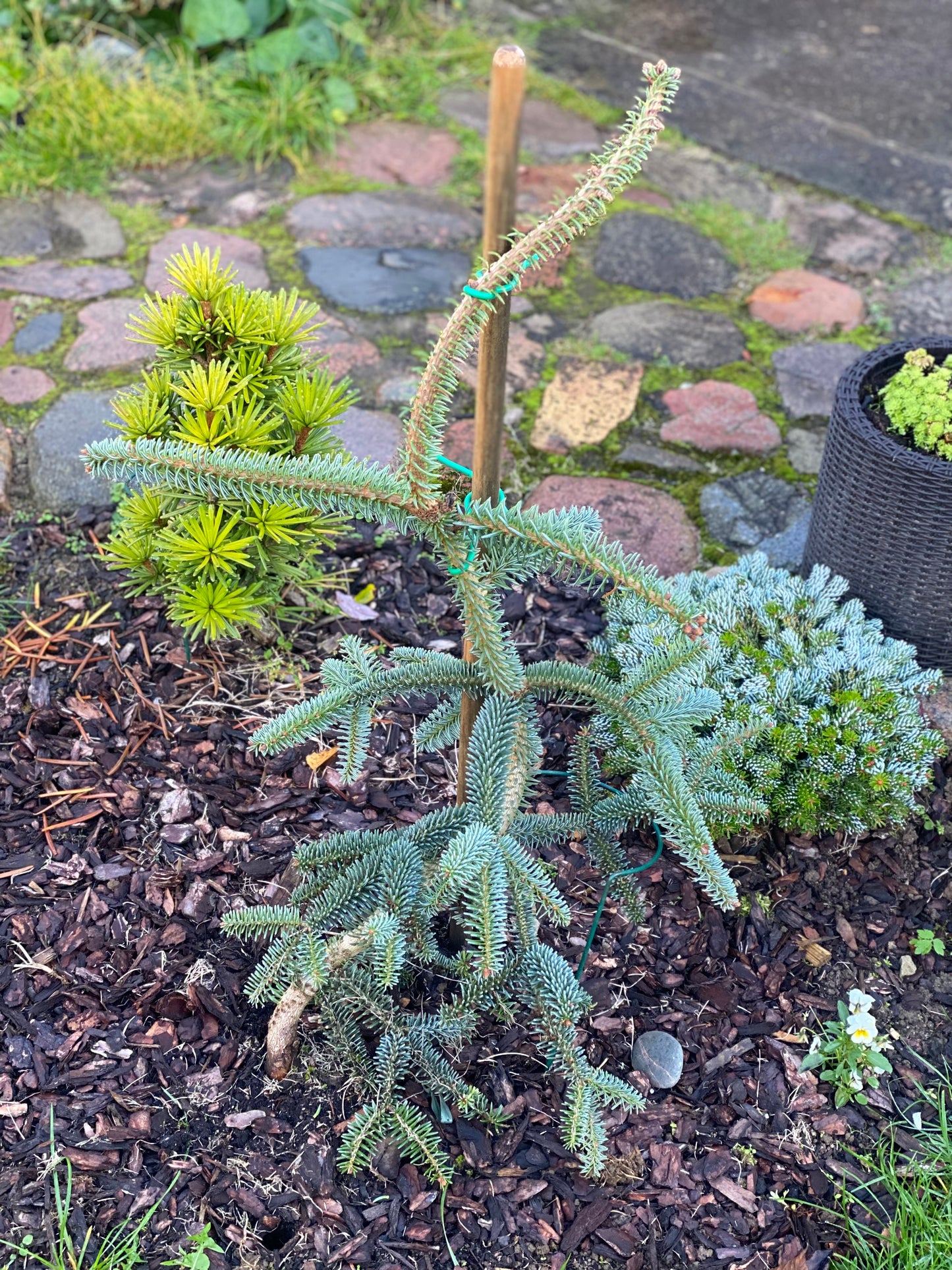Kėnis ispaninis (Abies pinsapo) 'Kelleriis'