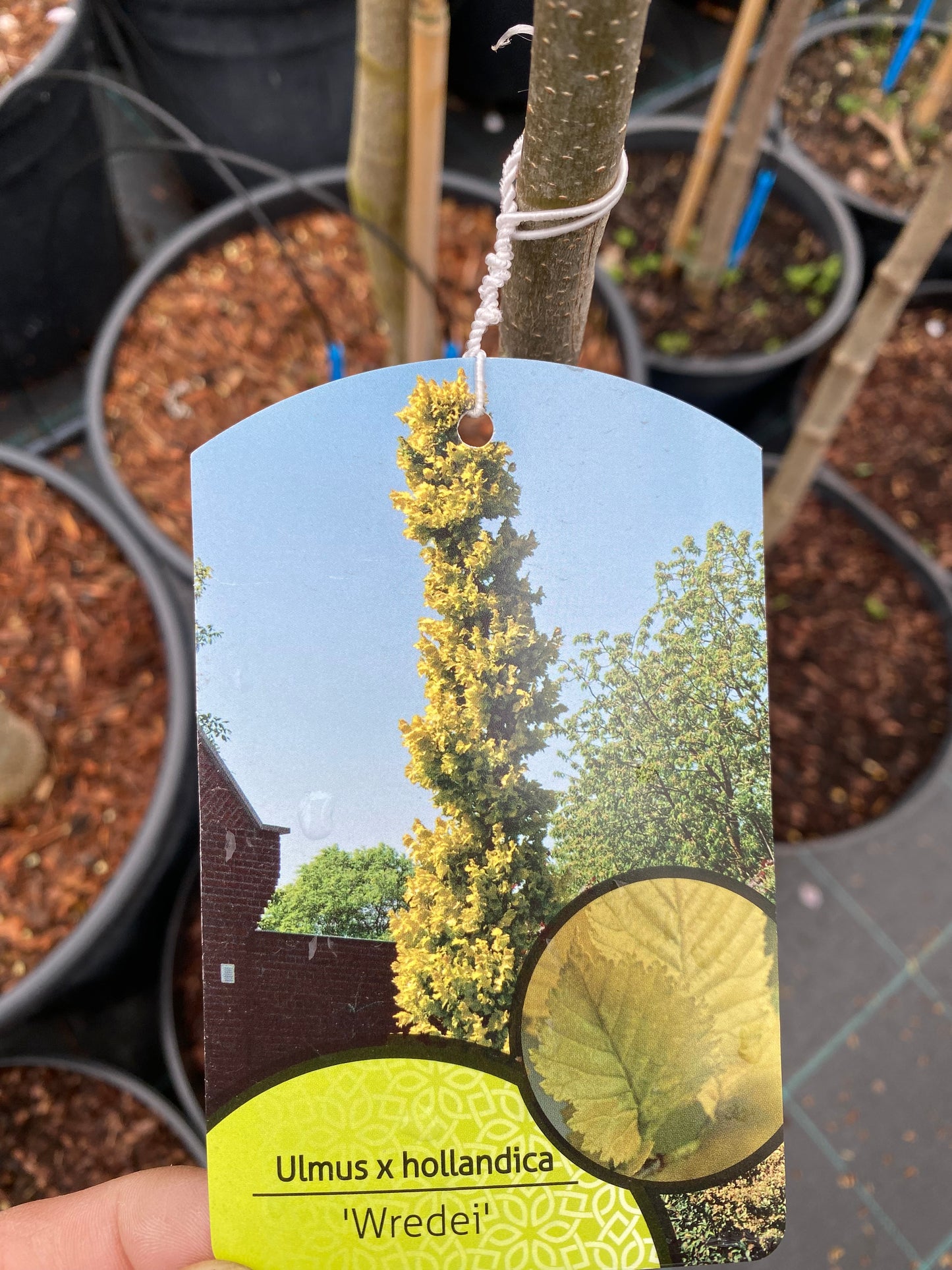 Guoba olandinė (Ulmus x hollandica) 'Wredei'