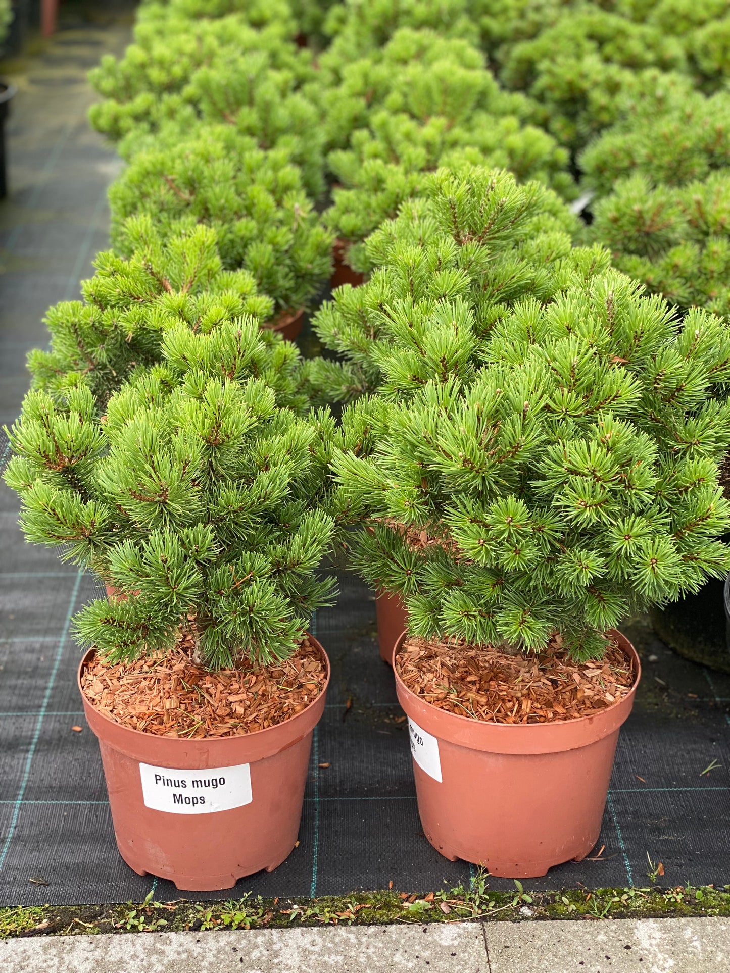 Pušis kalninė (Pinus mugo) 'Mops'