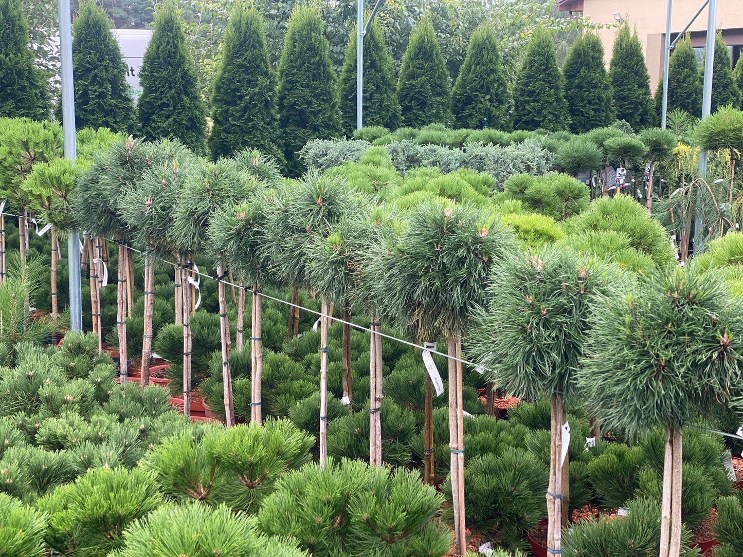Pušis kalninė (Pinus mugo) 'Varella' Pa