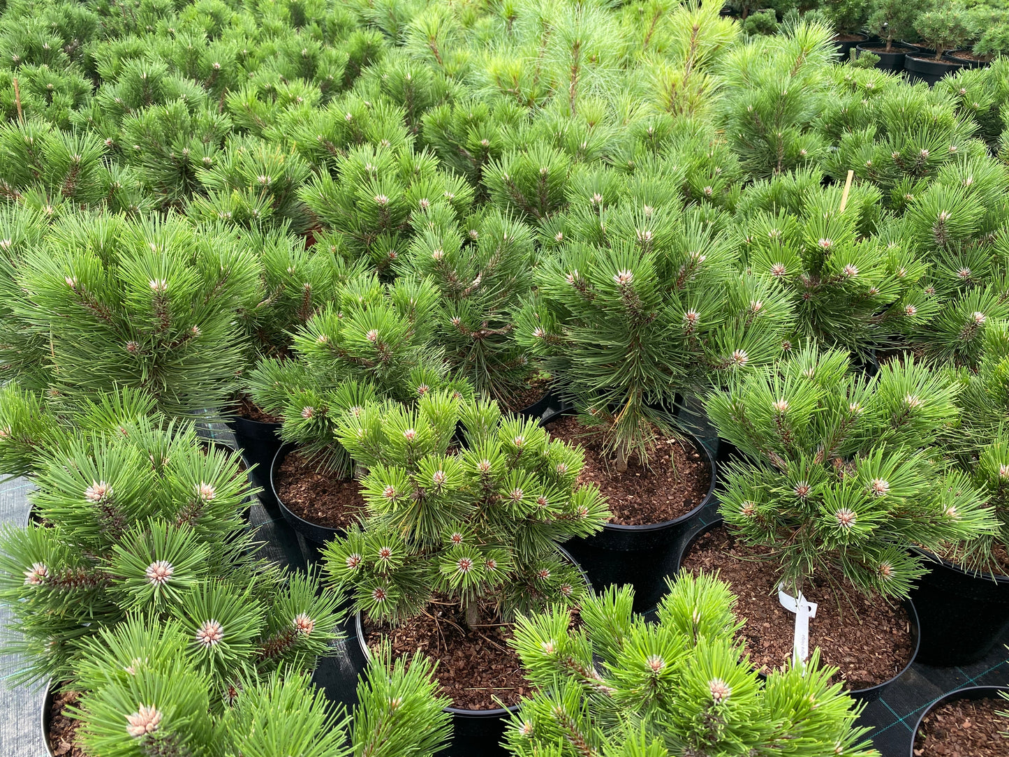 Pušis juodoji (Pinus nigra) 'Helga'