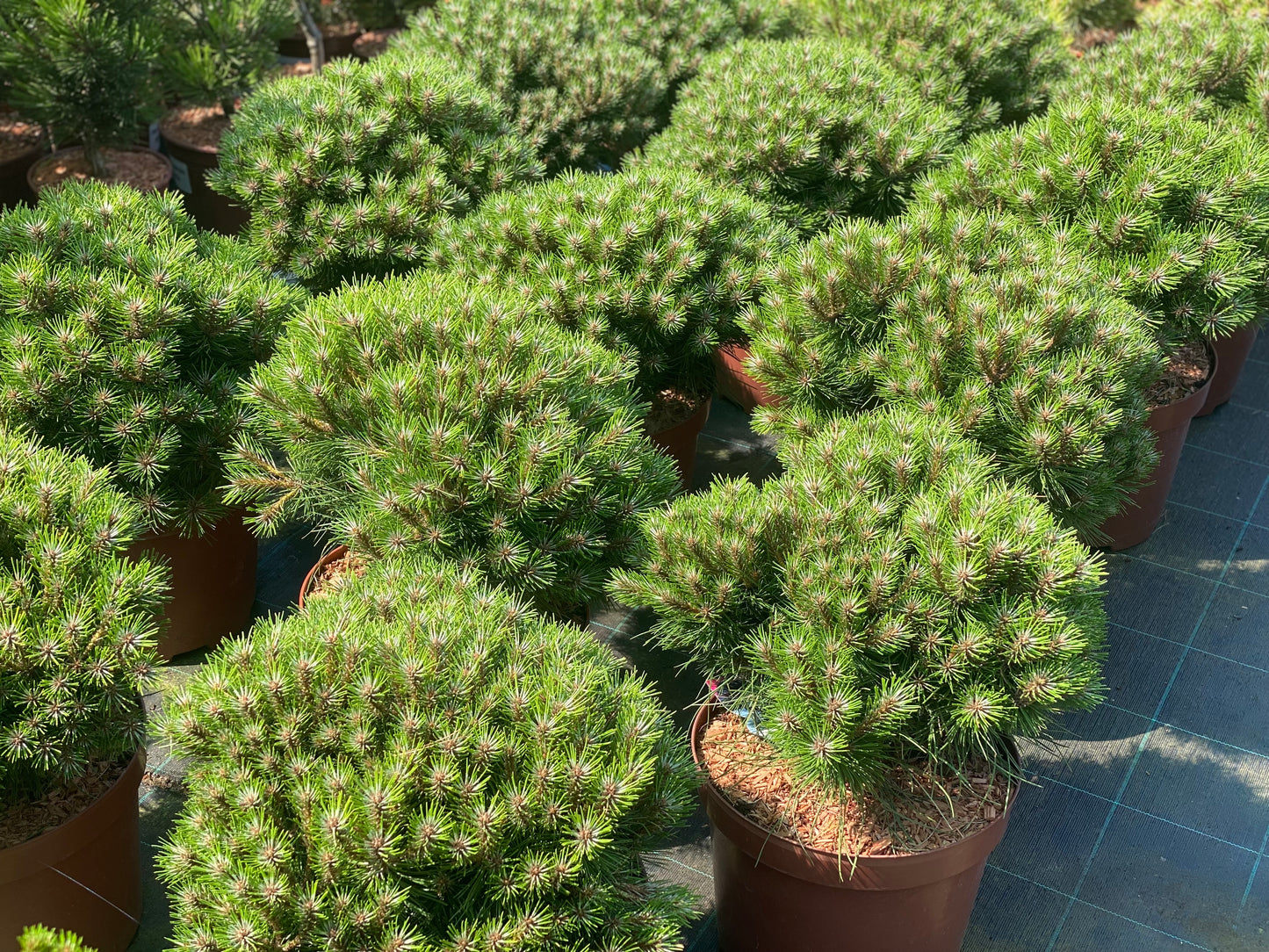 Pušis juodoji (Pinus nigra) 'Marie Bregeon’