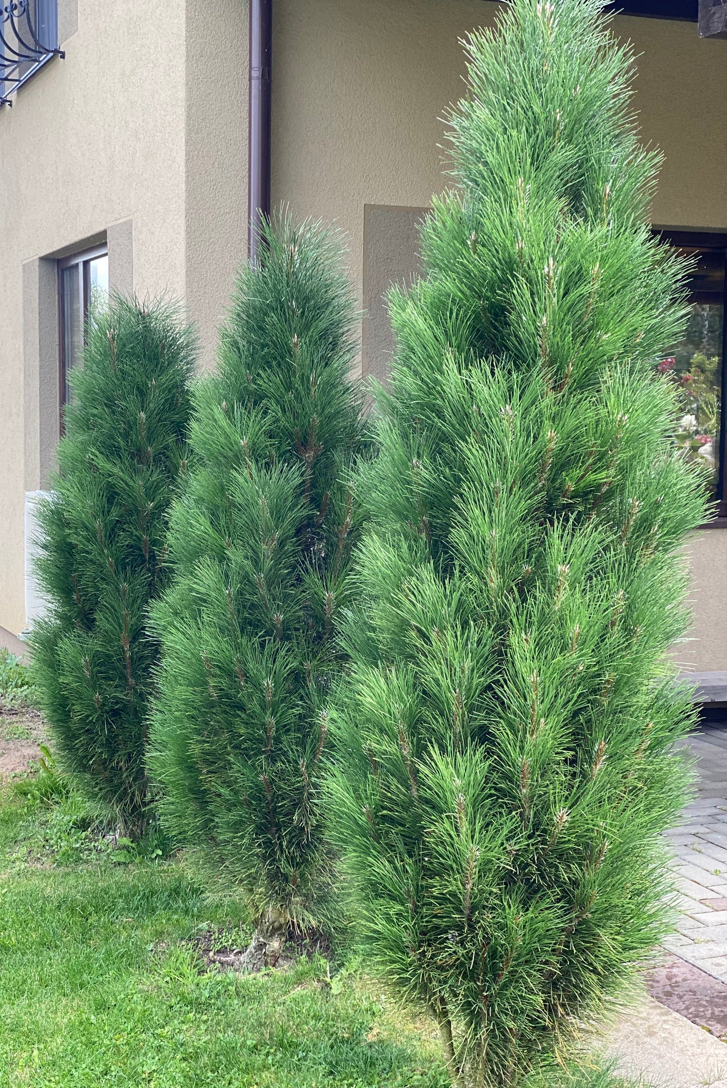 Pušis juodoji (Pinus nigra) 'Green Tower'