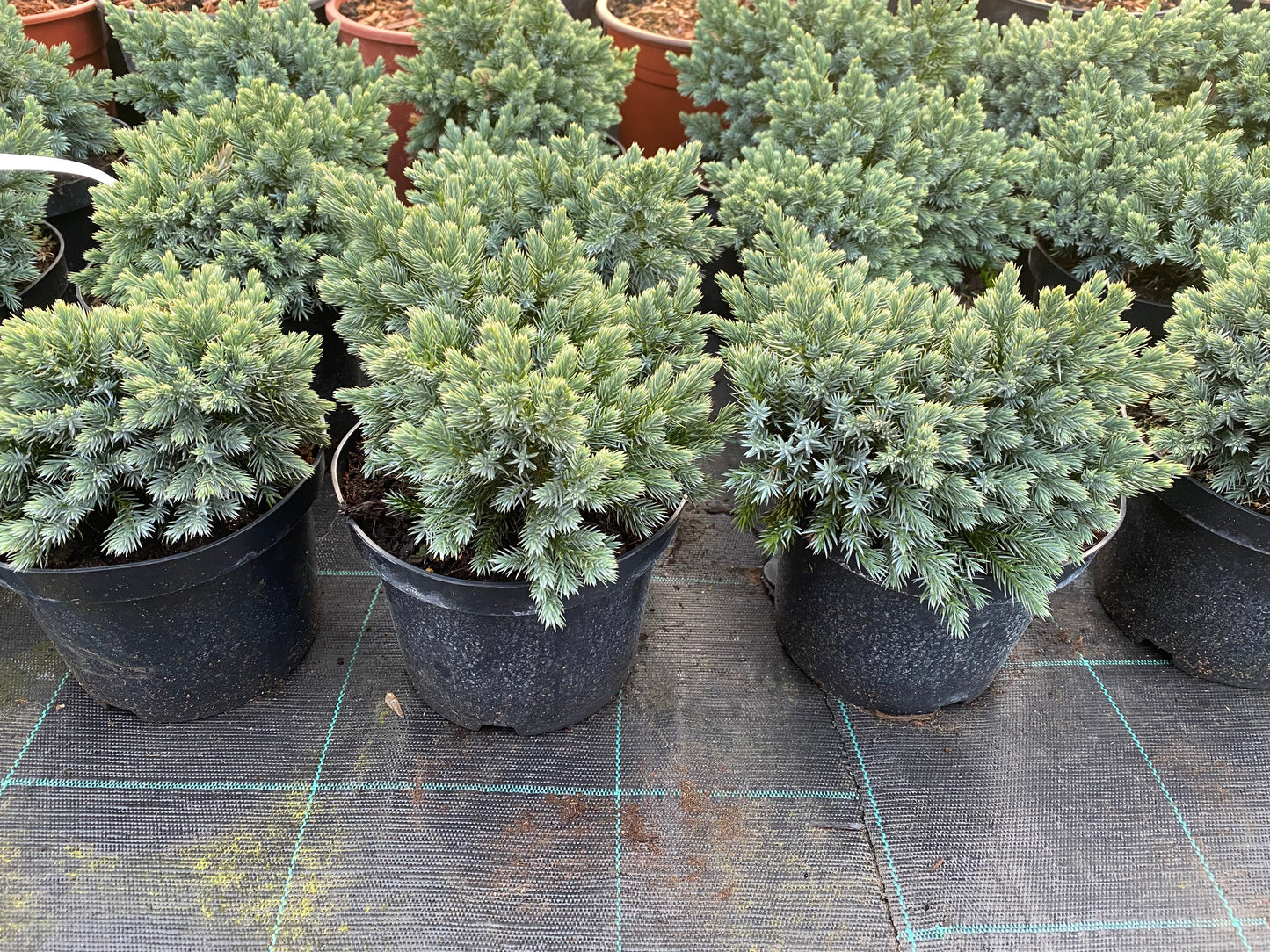 Kadagys žvynuotasis (Juniperus squamata) 'Blue Star'