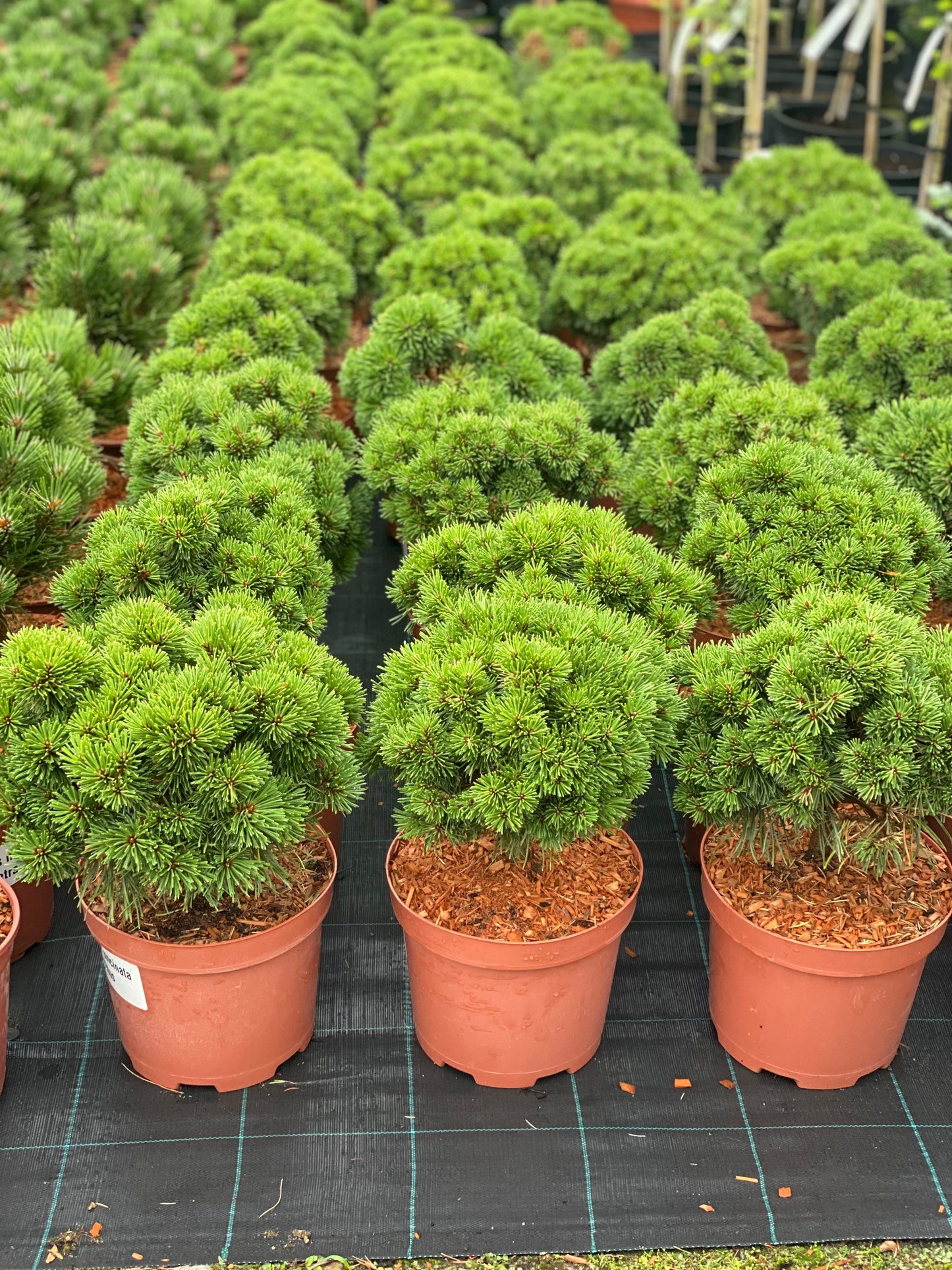 Pušis kablelinė (Pinus uncinata) 'Titus'