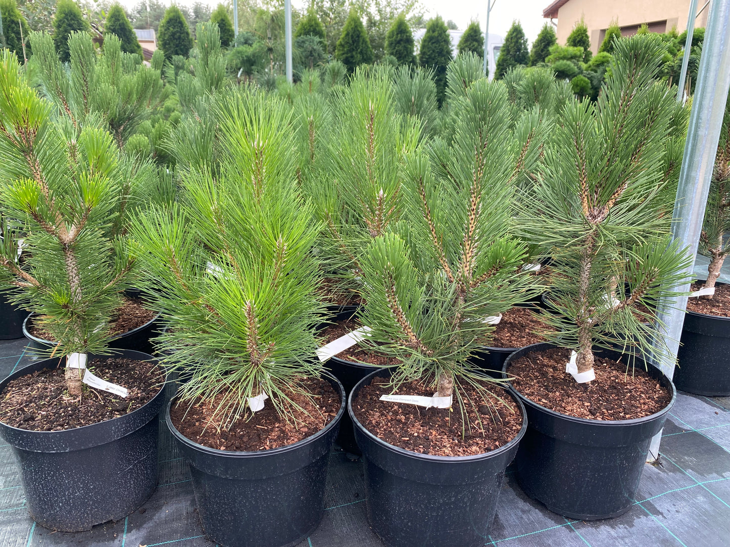 Pušis baltažievė (Pinus leucodermis) 'Compact Gem'
