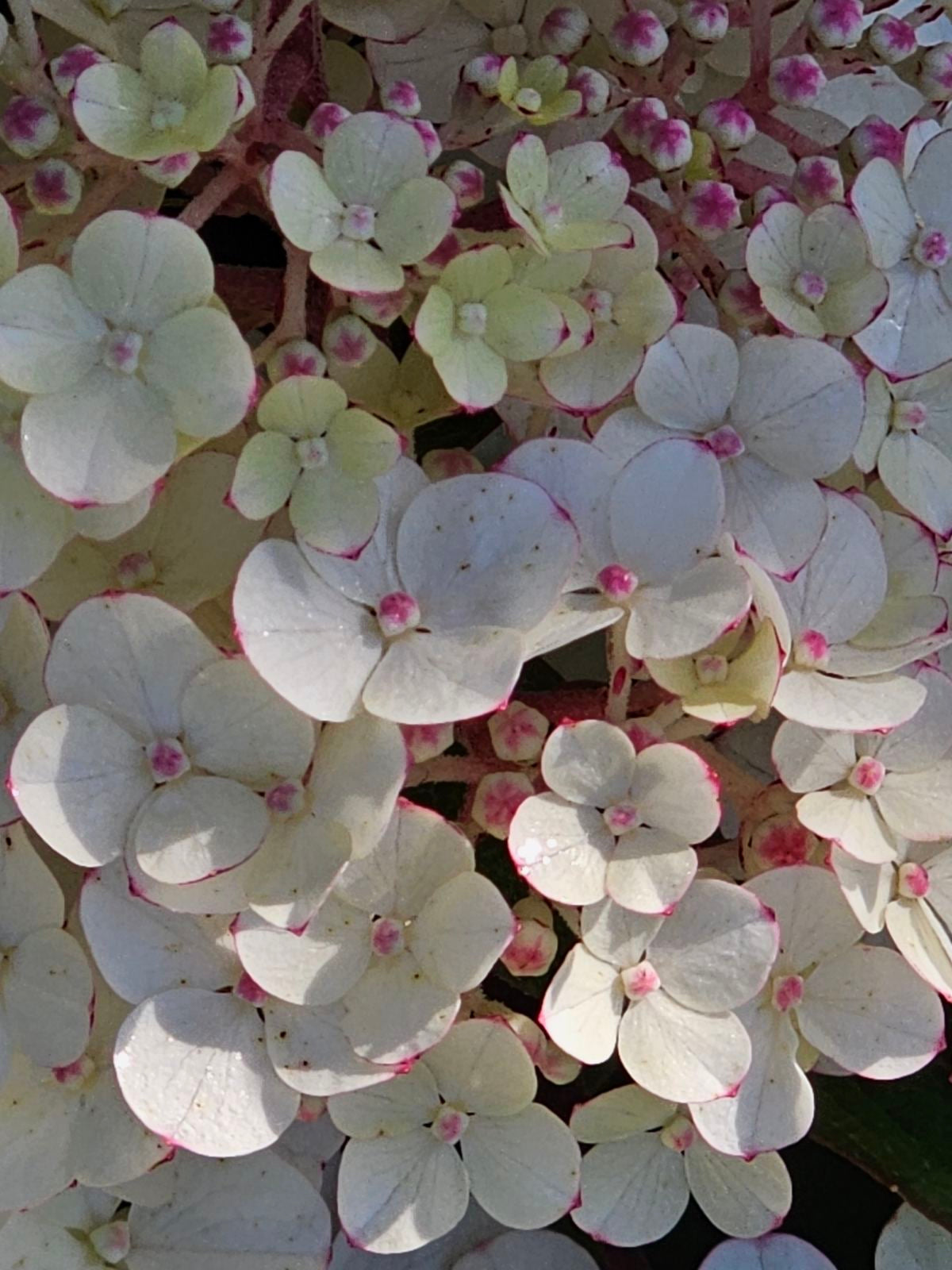 Hortenzija šluotelinė (Hydrangea paniculata) Framboisine 'Rensam' (SAMARSKAYA LIDIJA)