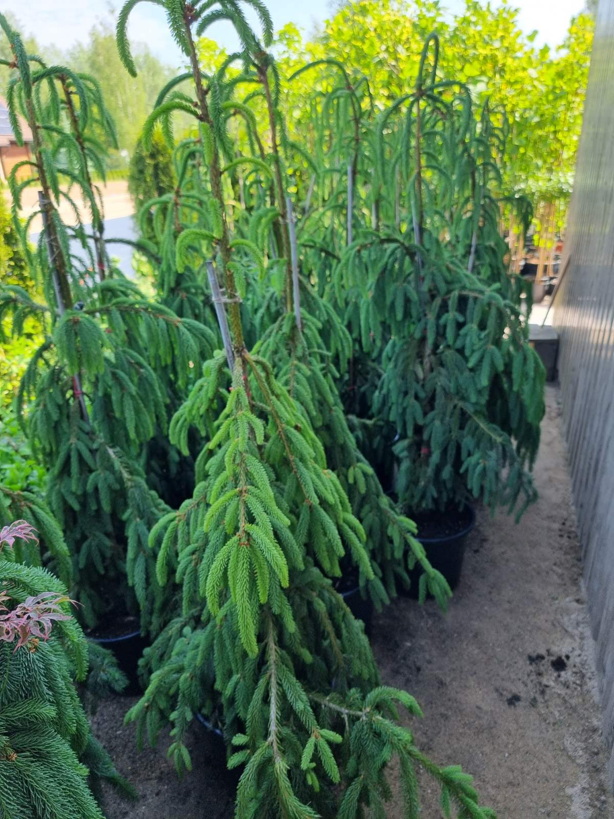 Eglė paprastoji (Picea abies) 'Frohburg’