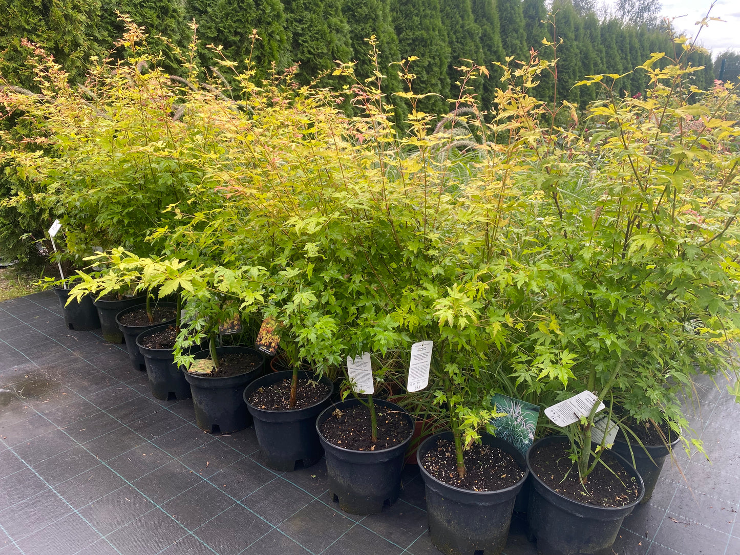 Klevas plaštakinis (Acer palmatum) 'Orange Dream'
