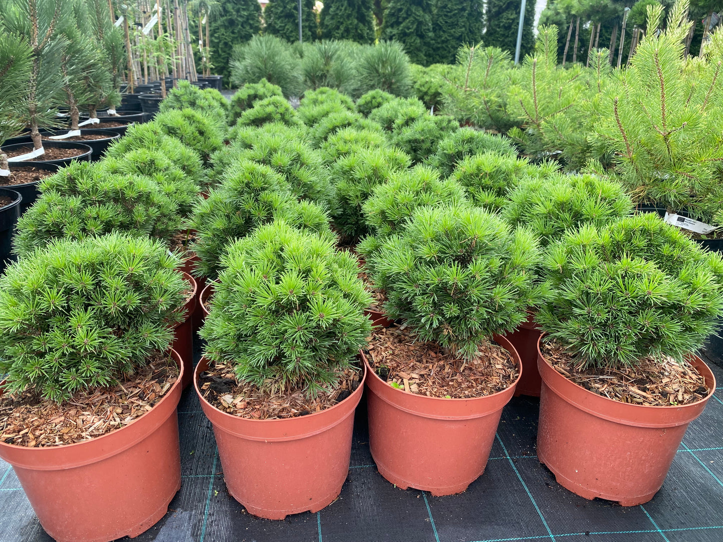 Pušis kablelinė (Pinus uncinata) 'Titus'