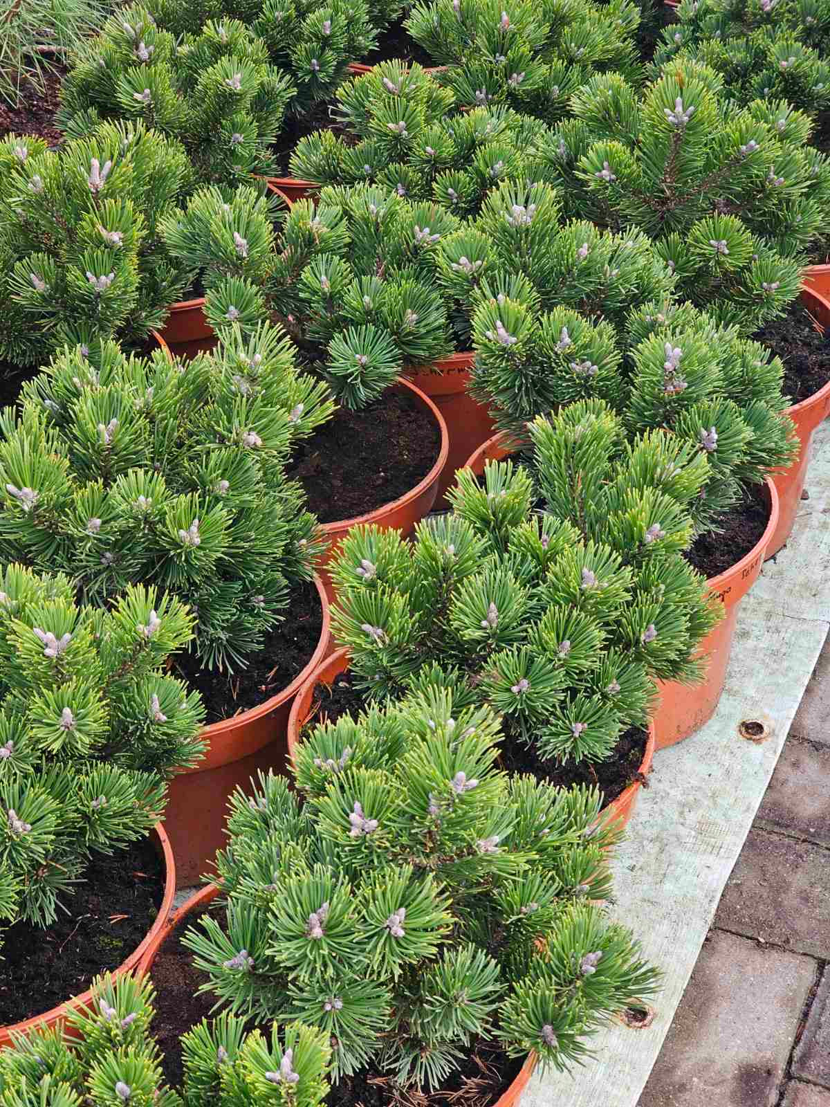 Pušis kalninė (Pinus mugo) 'Humpy'