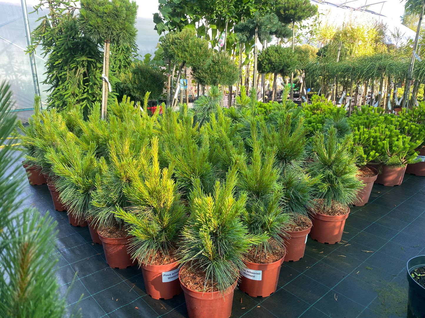 Pušis šverino (Pinus x schwerinii) 'Wiethorst'