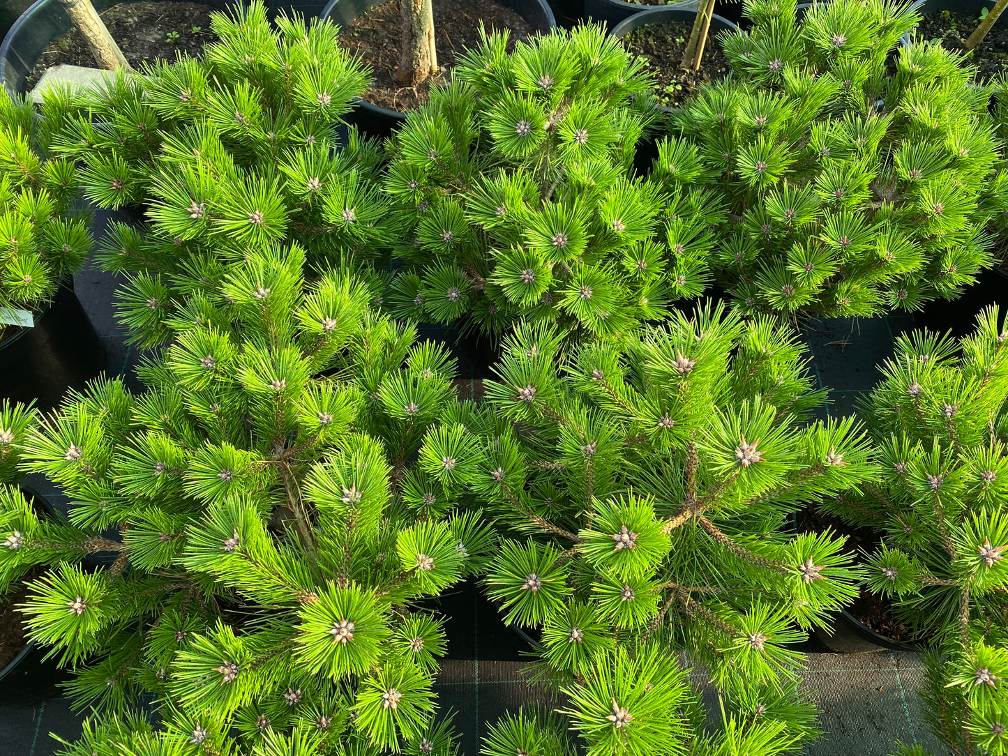 Pušis gausiažiedė (Pinus densiflora) 'Low Glow'