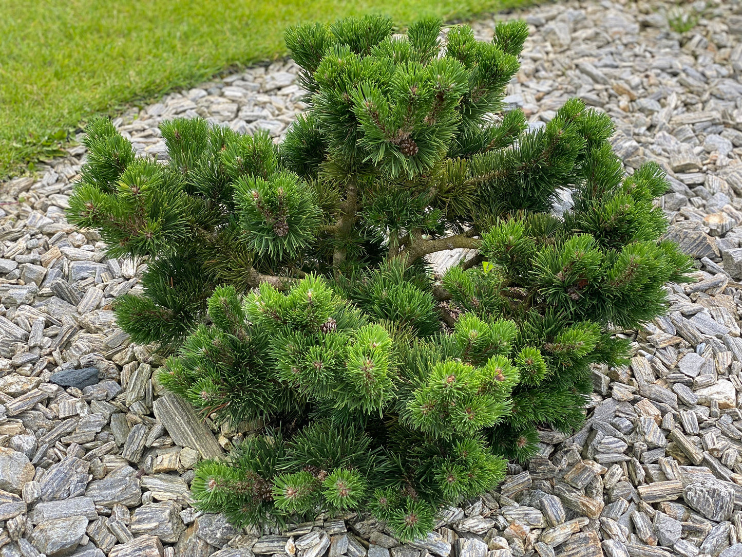 Pušis kalninė (Pinus mugo) 'Jacobsen'