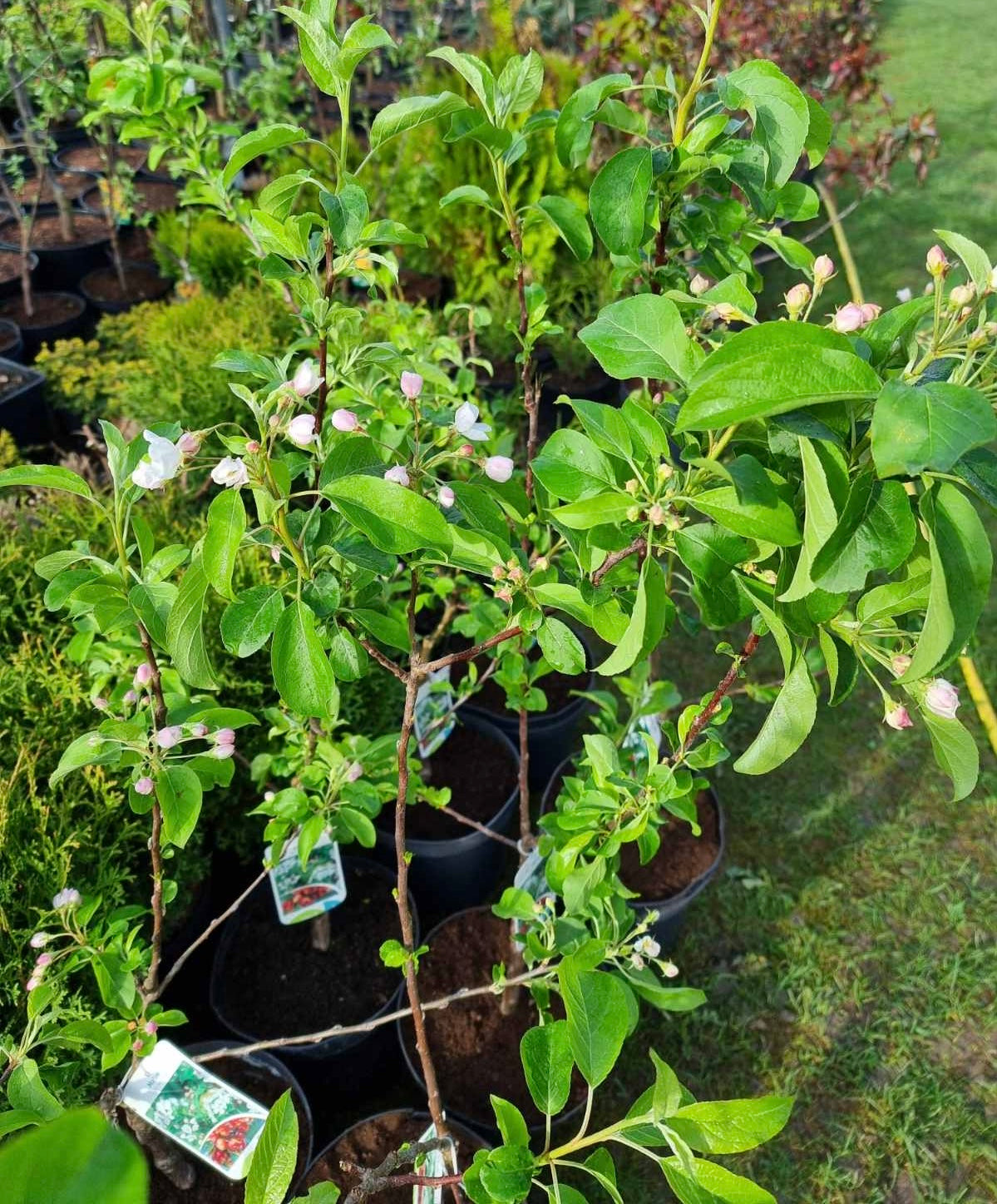 Obelis rojaus (Malus) 'Red Sentinel'