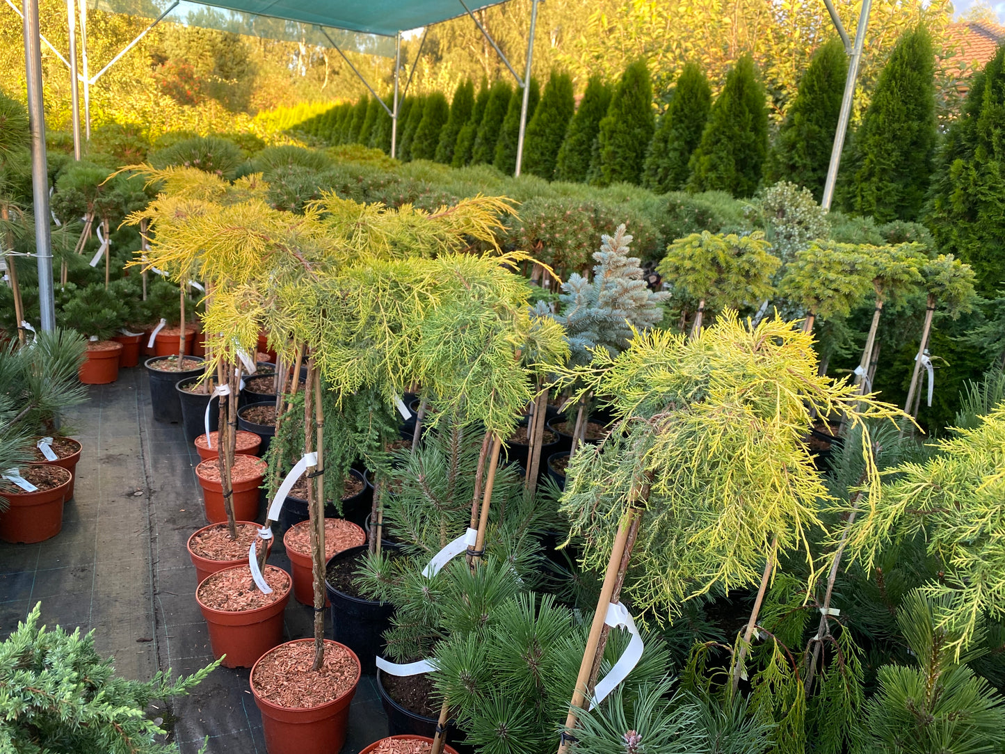 Kadagys tarpinis (Juniperus x pfitzeriana) 'Gold Star' Pa