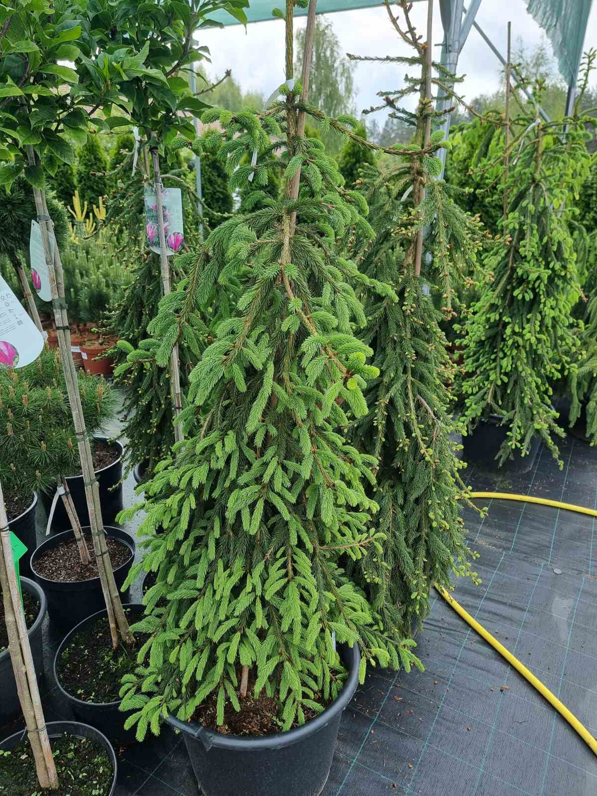 Eglė paprastoji (Picea abies) 'Inversa'