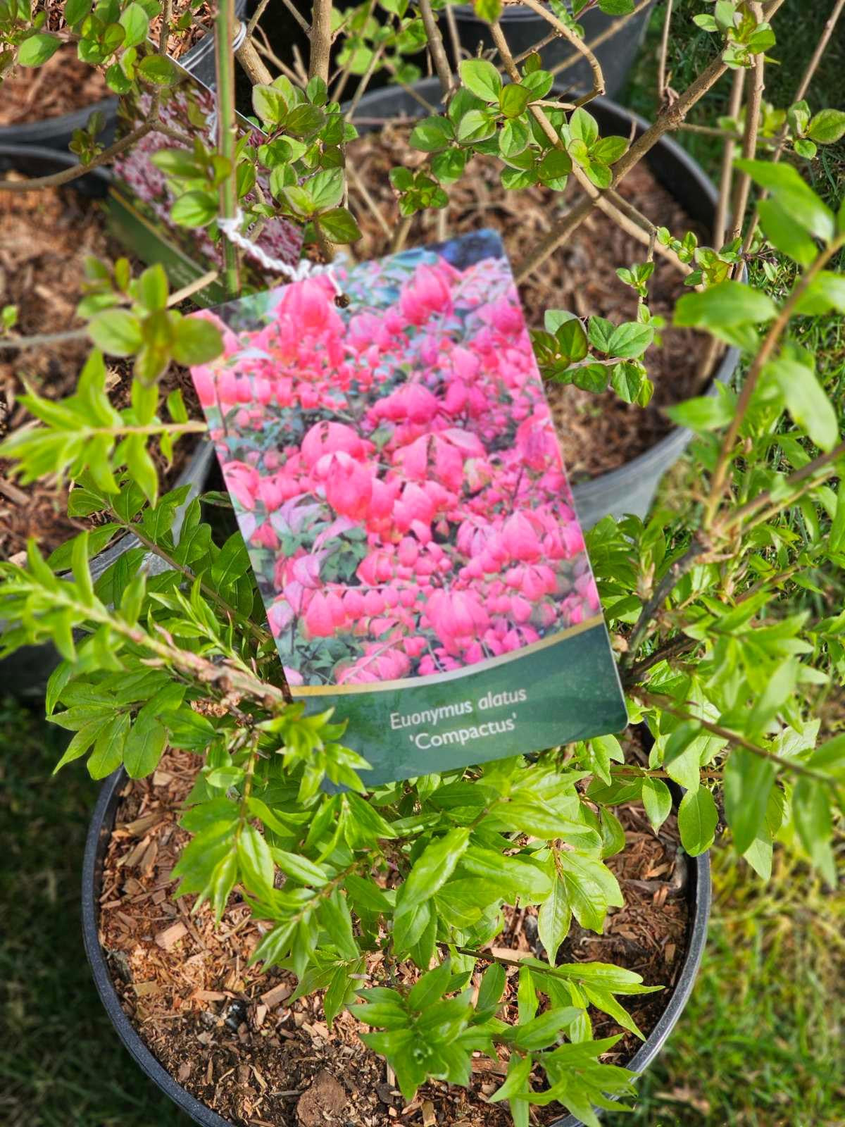 Ožekšnis sparnuotasis (Euonymus alatus) 'Compactus'