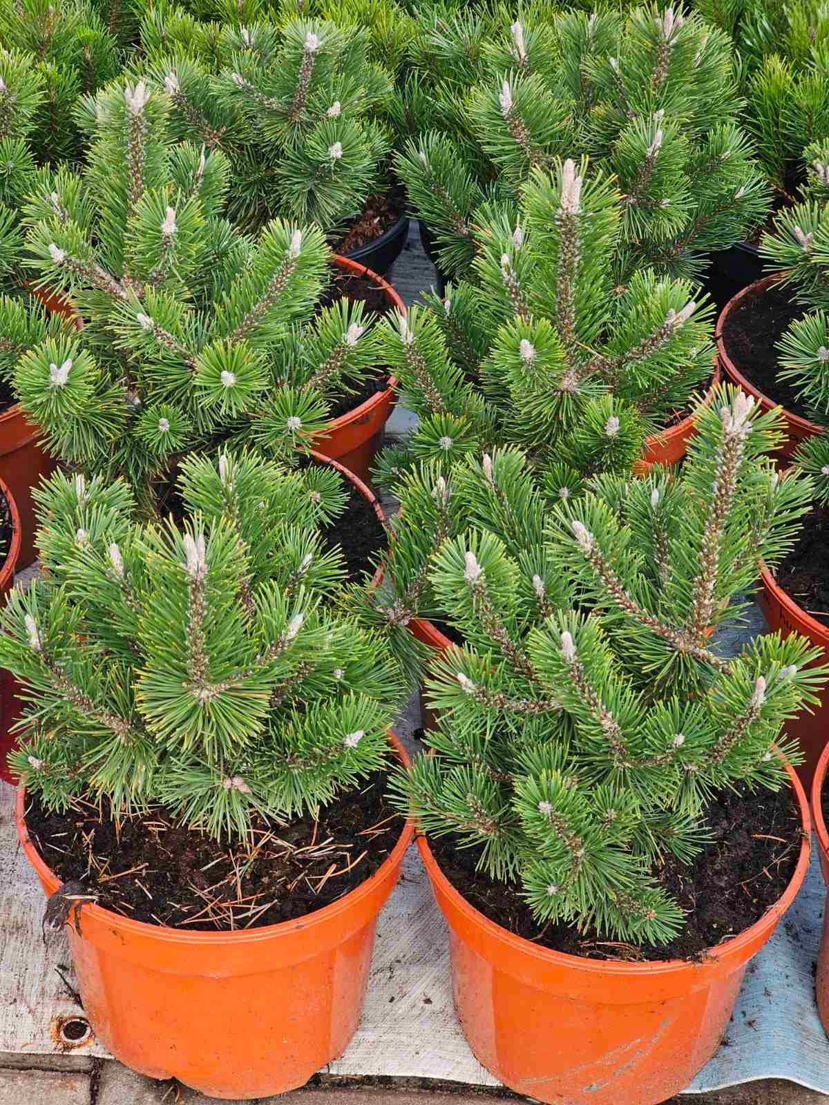 Pušis kalninė (Pinus mugo) 'Sherwood Compact'