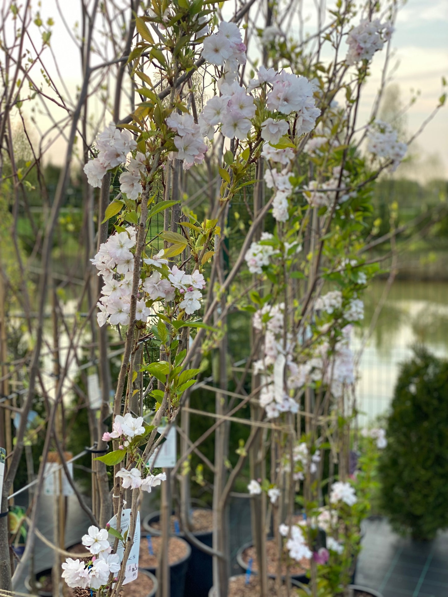 Vyšnia smailiadantė (Prunus serrulata) 'Amanogawa'