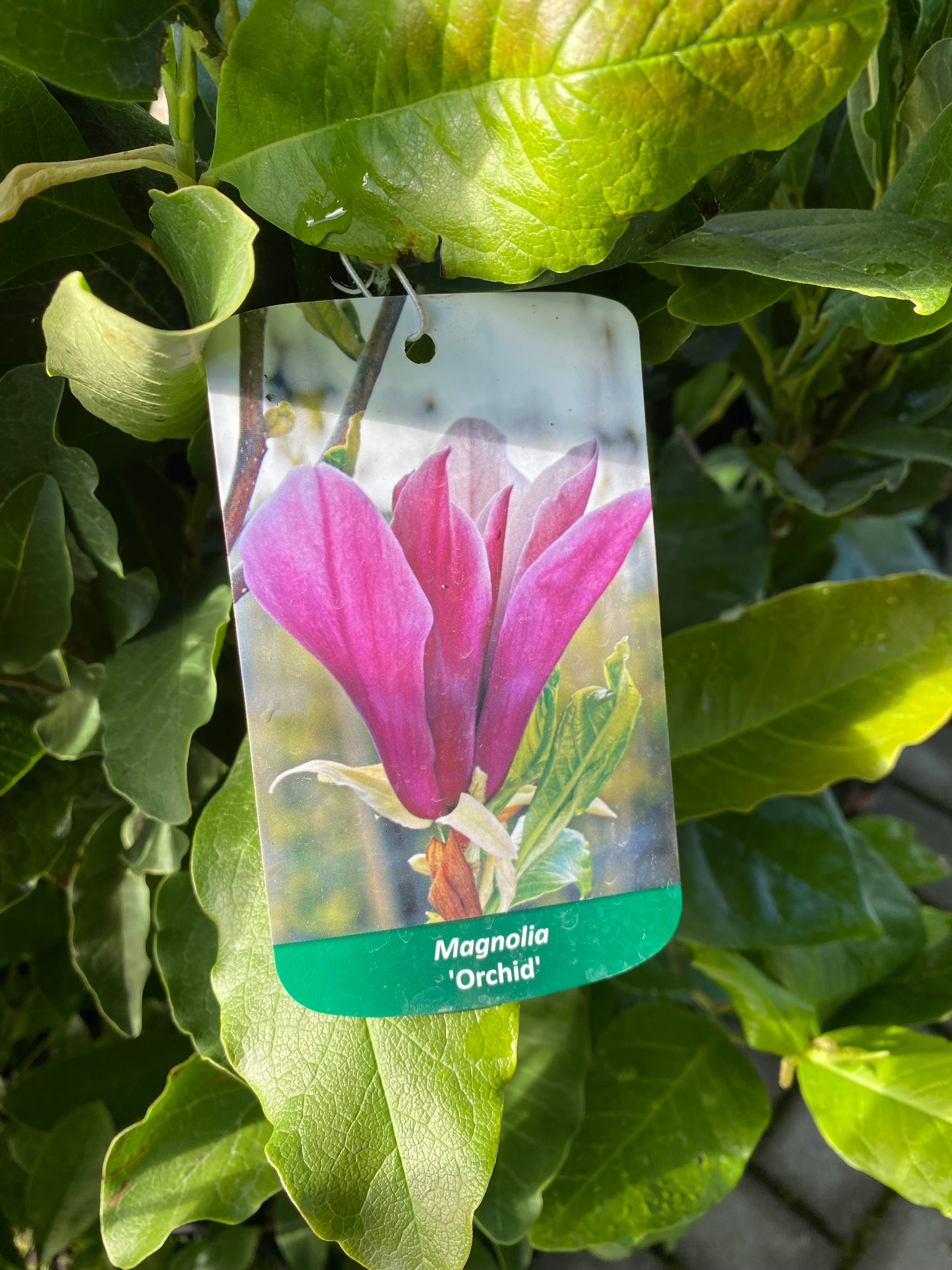 Magnolija (Magnolia) 'Orchid'