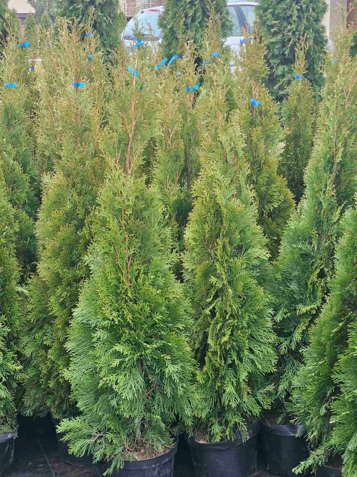 Tuja vakarinė (Thuja occidentalis) 'Smaragd'
