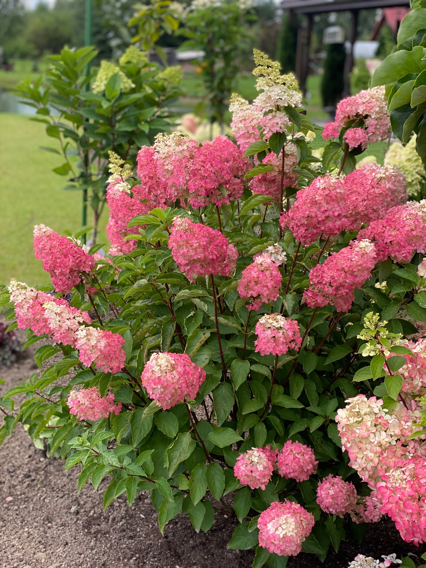 Hortenzija šluotelinė (Hydrangea paniculata) 'Magical Moonlight'