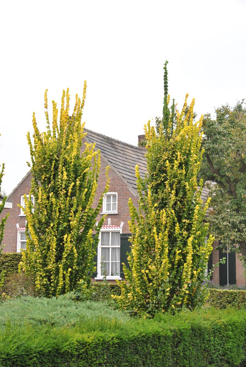 Guoba olandinė (Ulmus x hollandica) 'Wredei'