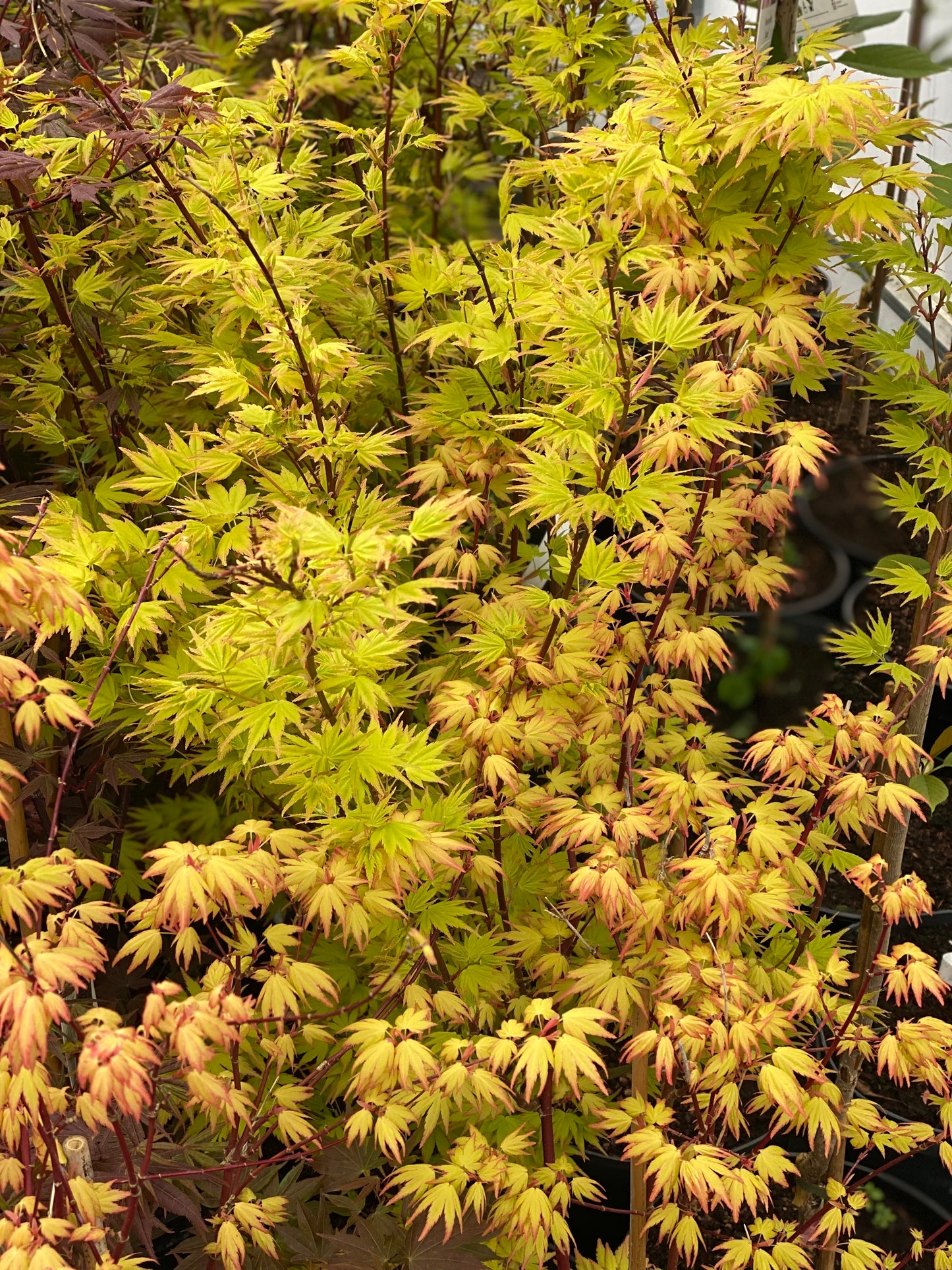 Klevas plaštakinis (Acer palmatum) 'Orange Dreams'