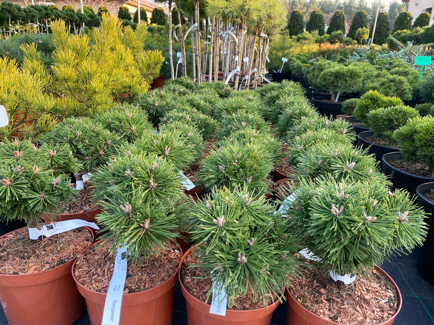 Pušis kalninė (Pinus mugo) 'Benjamin'