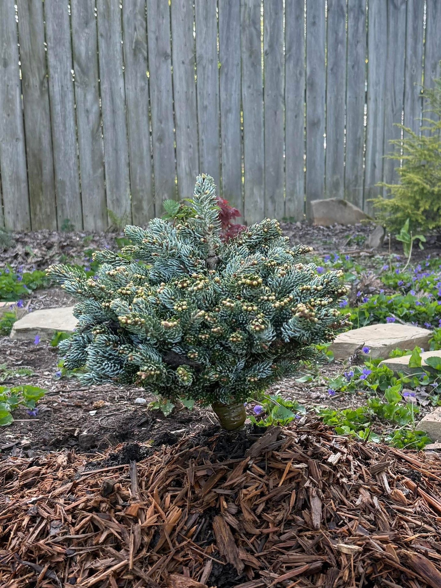 Kėnis korėjinis (Abies koreana) 'Kohouts Icebreaker'