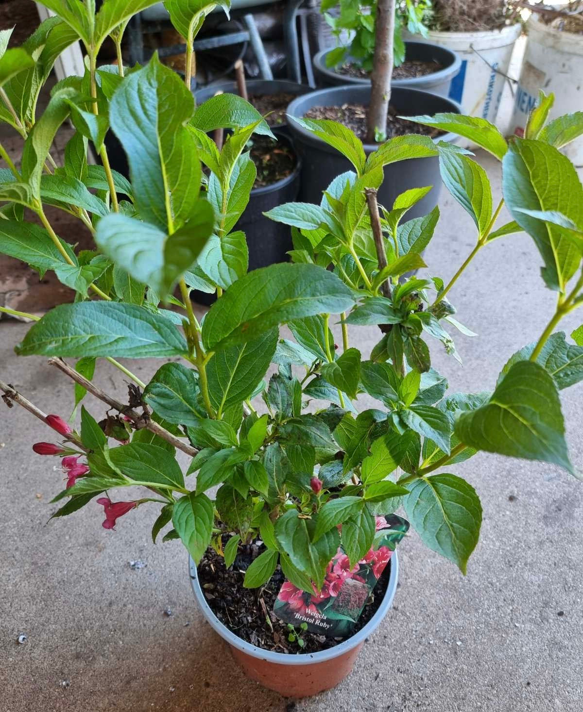 Veigelė gražiažiedė (Weigela florida) ‘Bristol Ruby’